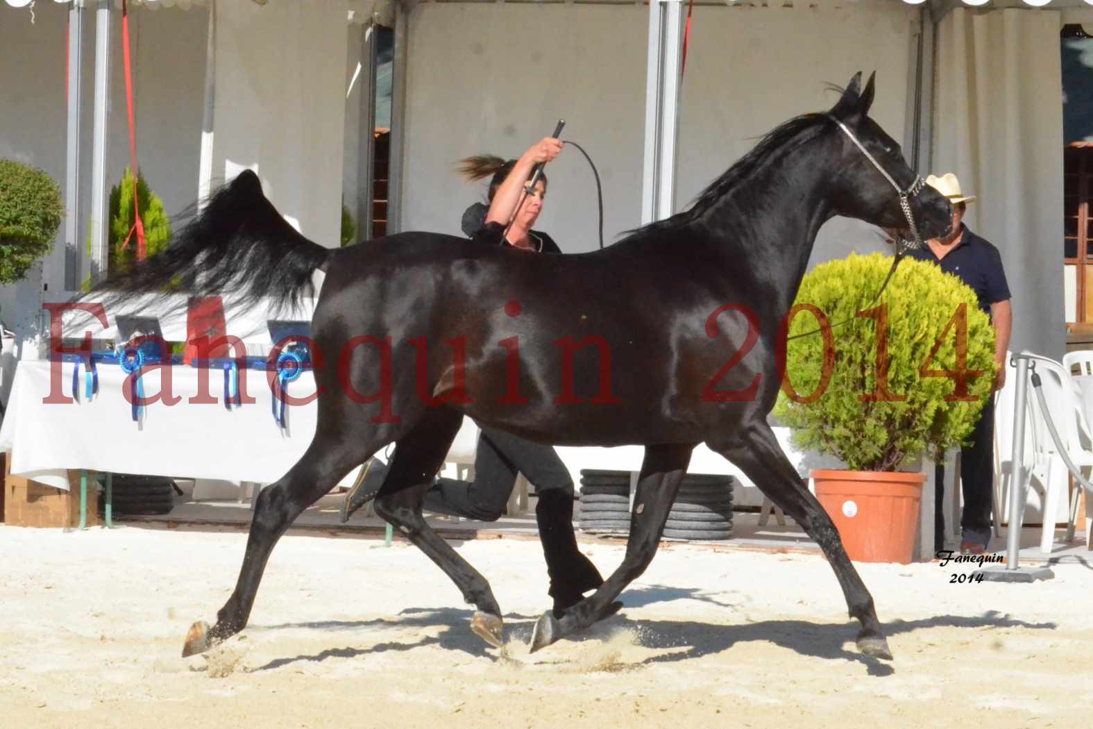 Concours National de Nîmes de chevaux ARABES 2014 - Notre Sélection - COLKAZEENIA DU SOLEIL - 3