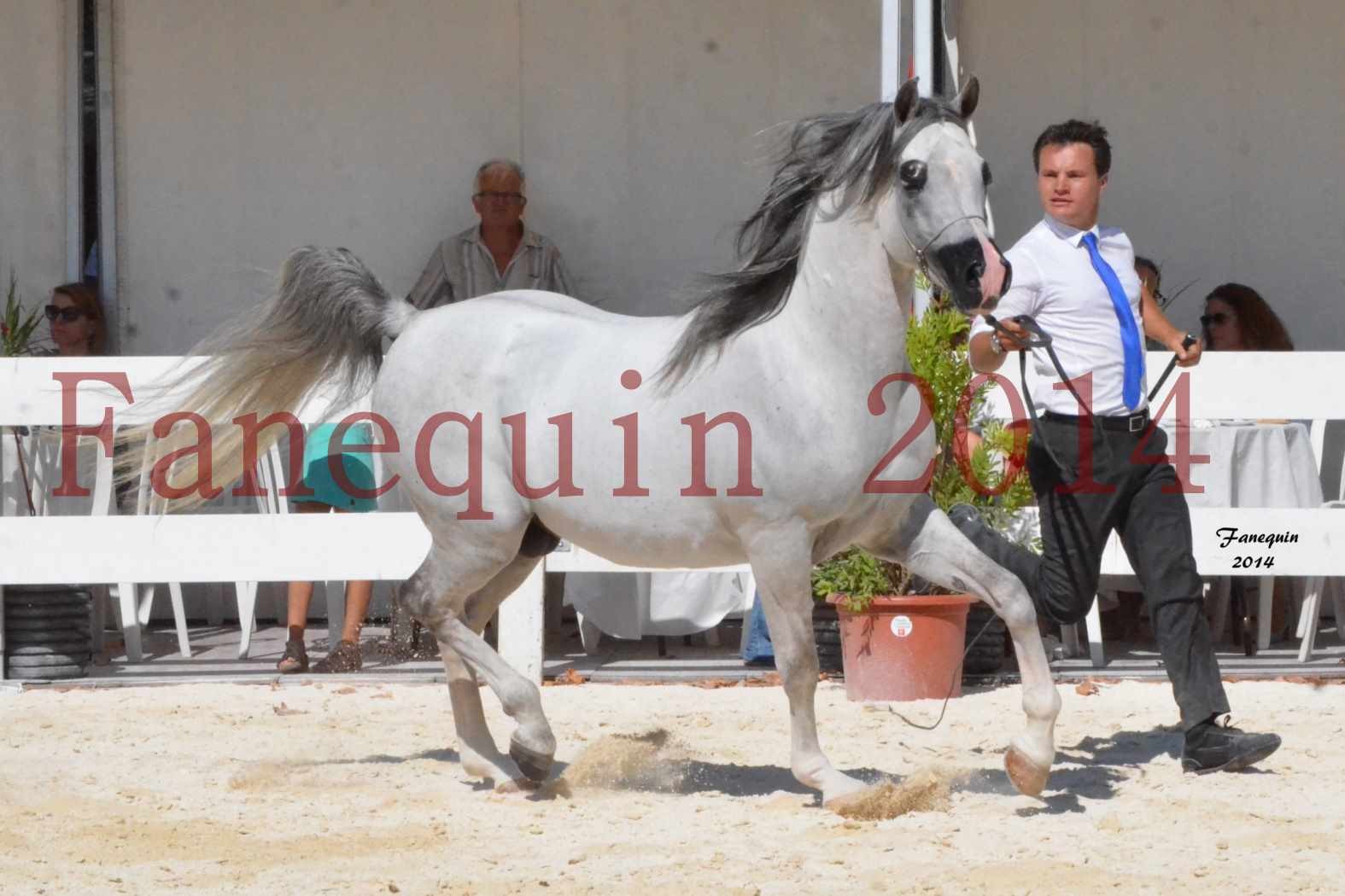 Concours National de Nîmes de chevaux ARABES 2014 - Notre Sélection - SHAOLIN DE NEDJAIA - 05