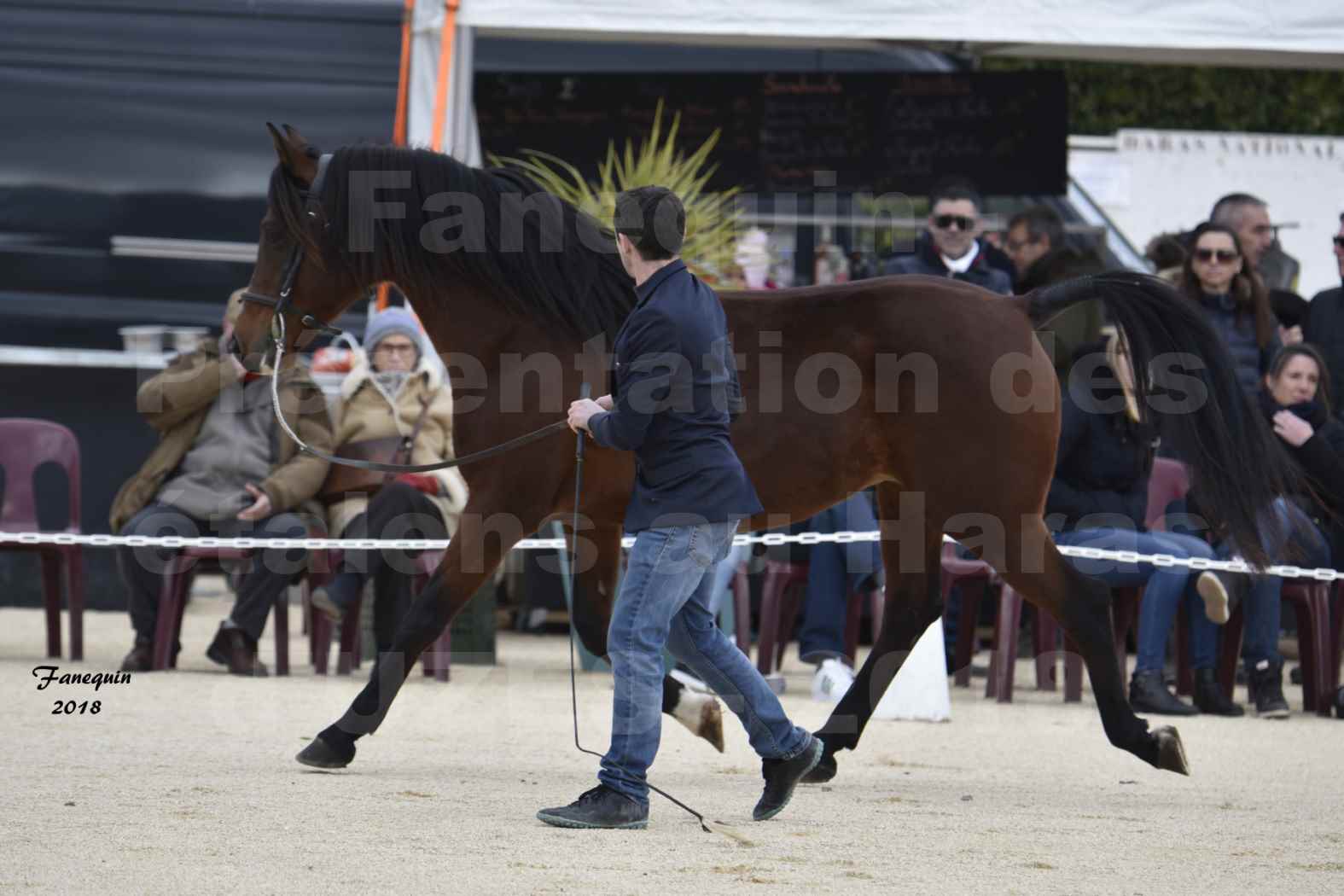 Présentation d’Étalons au Haras d'UZES 2018 - ARTIK CADILLAN - notre sélection - en main - 2