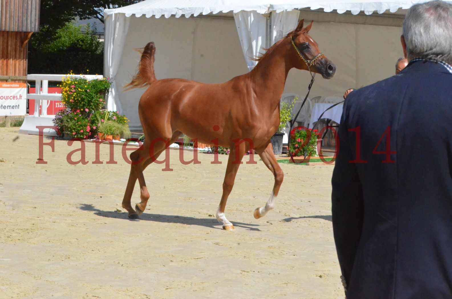 Championnat de FRANCE 2014 - Amateurs - SH CALLAS BINT ARMANI - 35