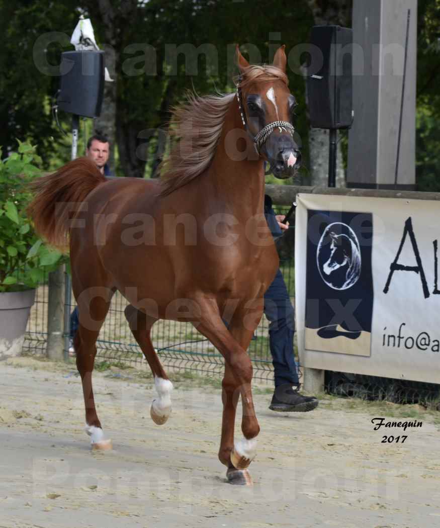 Championnat de France de Chevaux Arabes à Pompadour - HARMONIA JJ - 06