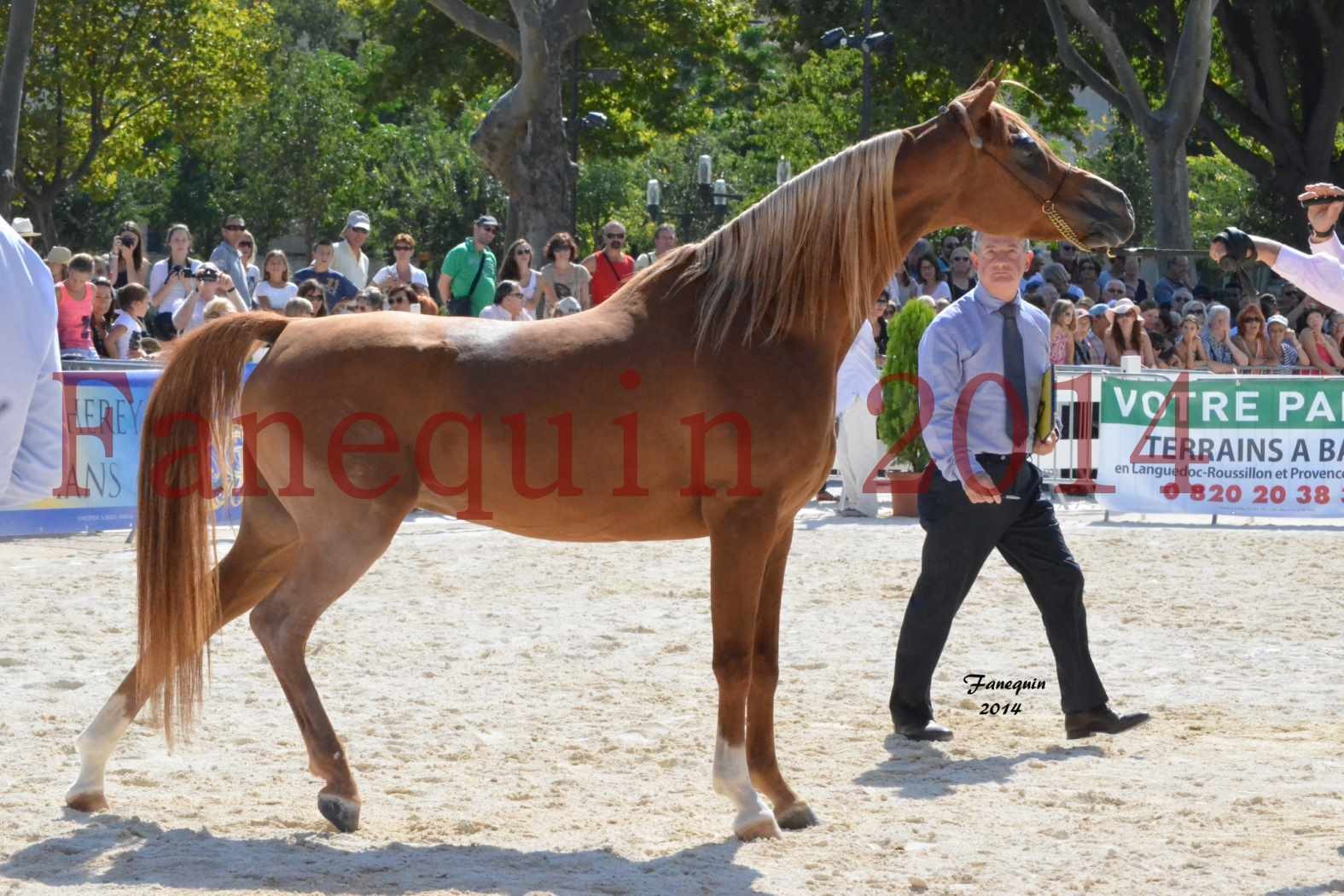 Concours National de Nîmes de chevaux ARABES 2014 - Notre Sélection - MASSAI DE BARREL - 05