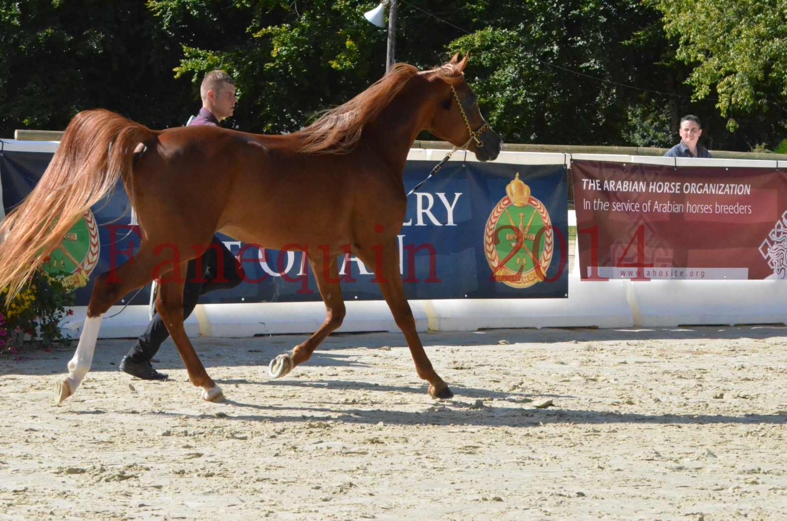 Championnat de FRANCE 2014 - Amateurs - SELECTO IBN SAMAWI - 012