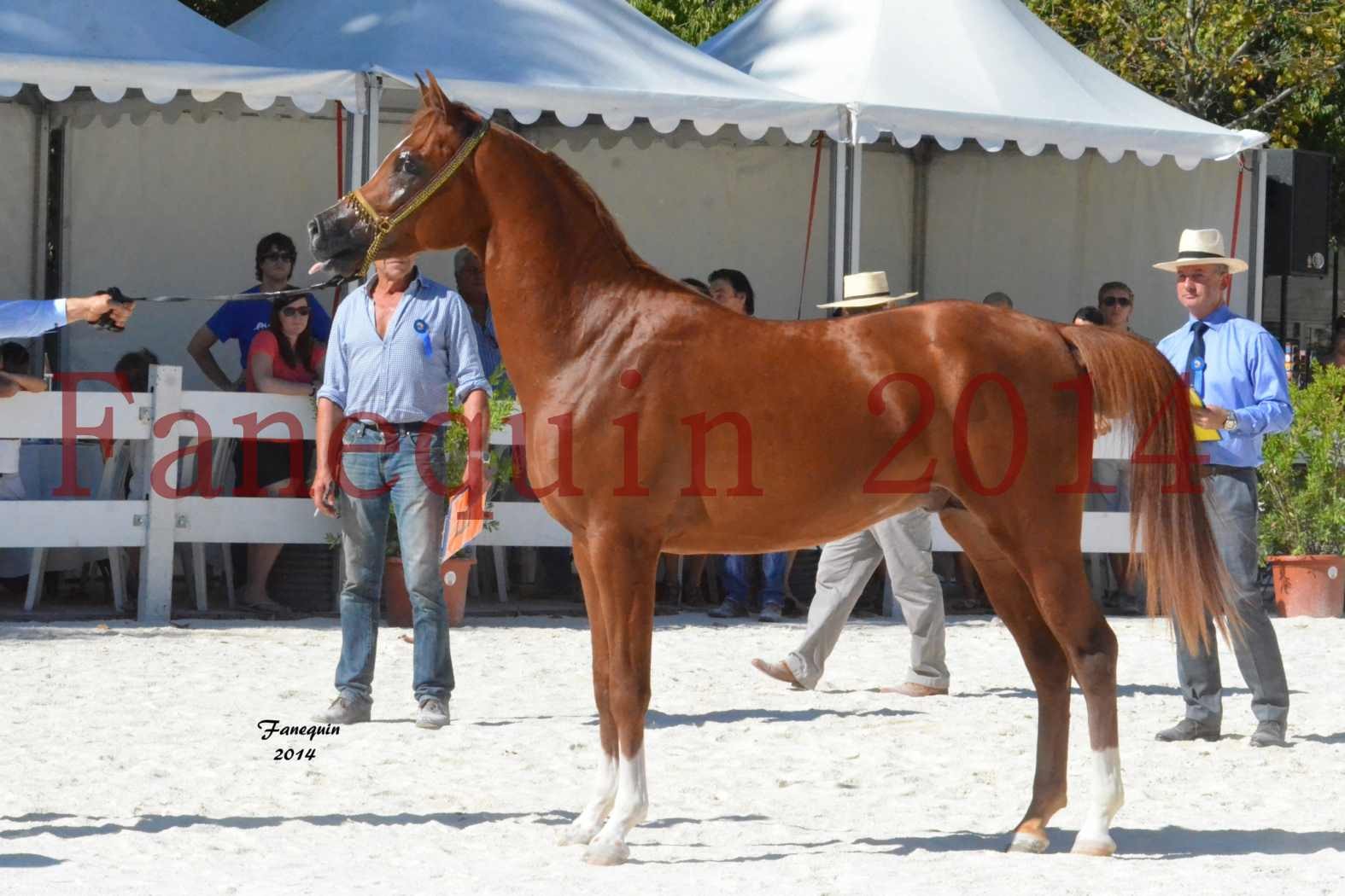 Concours National de Nîmes de chevaux ARABES 2014 - Notre Sélection - DZHARI NUNKI - 02