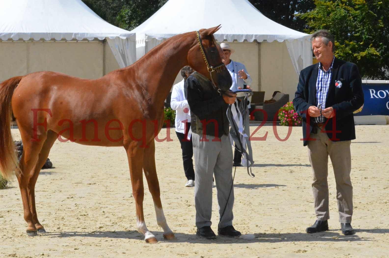 Championnat de FRANCE 2014 - Amateurs - SH CALLAS BINT ARMANI - 56