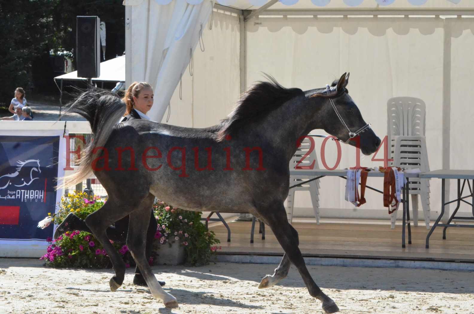 Championnat de FRANCE 2014 - Amateurs - CHTI KAID D'AUBIN - 17