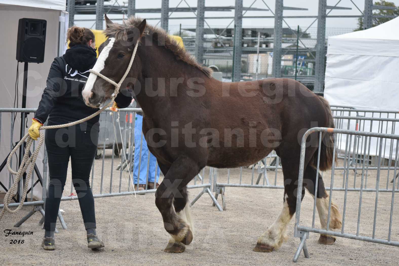Concours Régional "OCCITANIE" de Chevaux de Traits à REQUISTA en 2018 - Concours Cheval Loisirs - GARIGUETTE 2 - 1