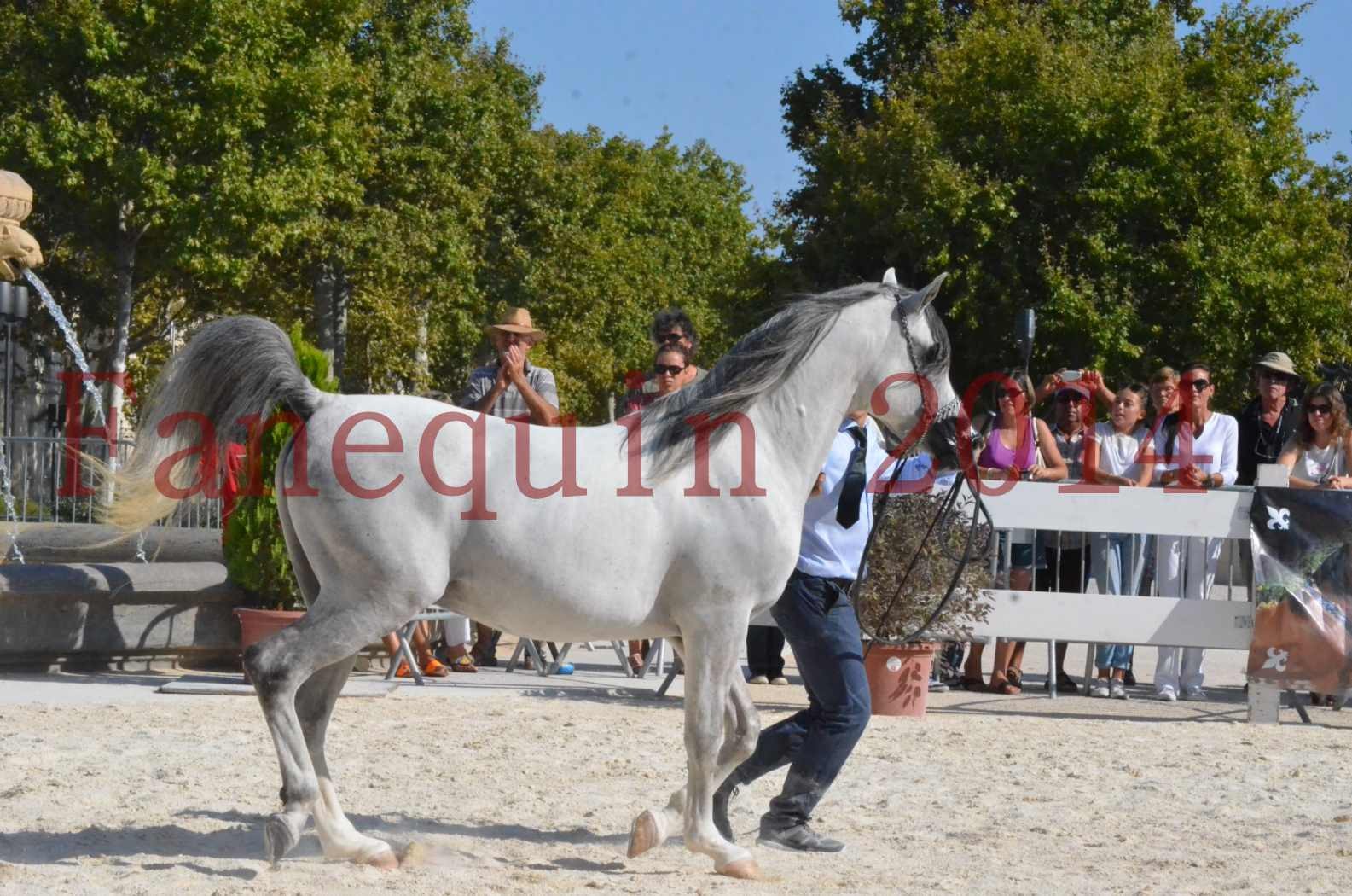 Concours National de Nîmes de chevaux ARABES 2014 - Championnat - SHAOLIN DE NEDJAIA - 51