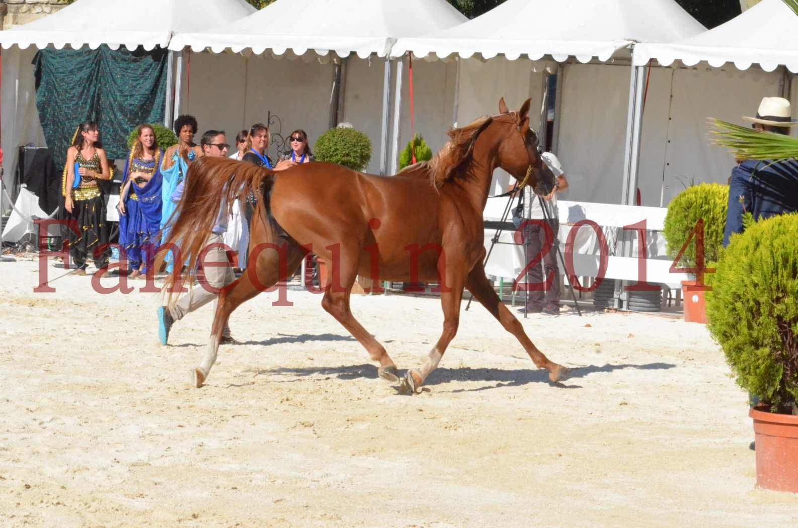 Concours National de Nîmes de chevaux ARABES 2014 - Championnat - MASSAI DE BARREL - 52