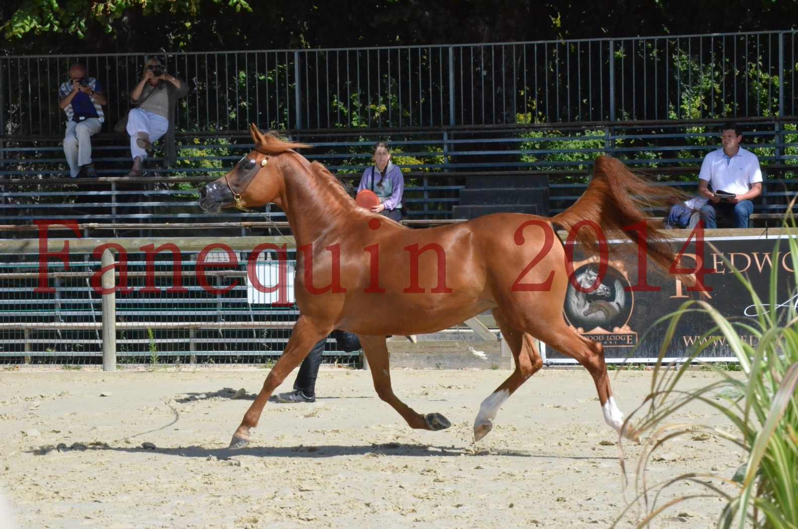 ﻿CHAMPIONNAT DE FRANCE 2014 A POMPADOUR - Sélection - KINSHASA JA - 35