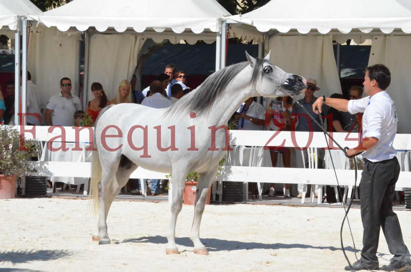 Concours National de Nîmes de chevaux ARABES 2014 - Sélection - SHAOLIN DE NEDJAIA - 85