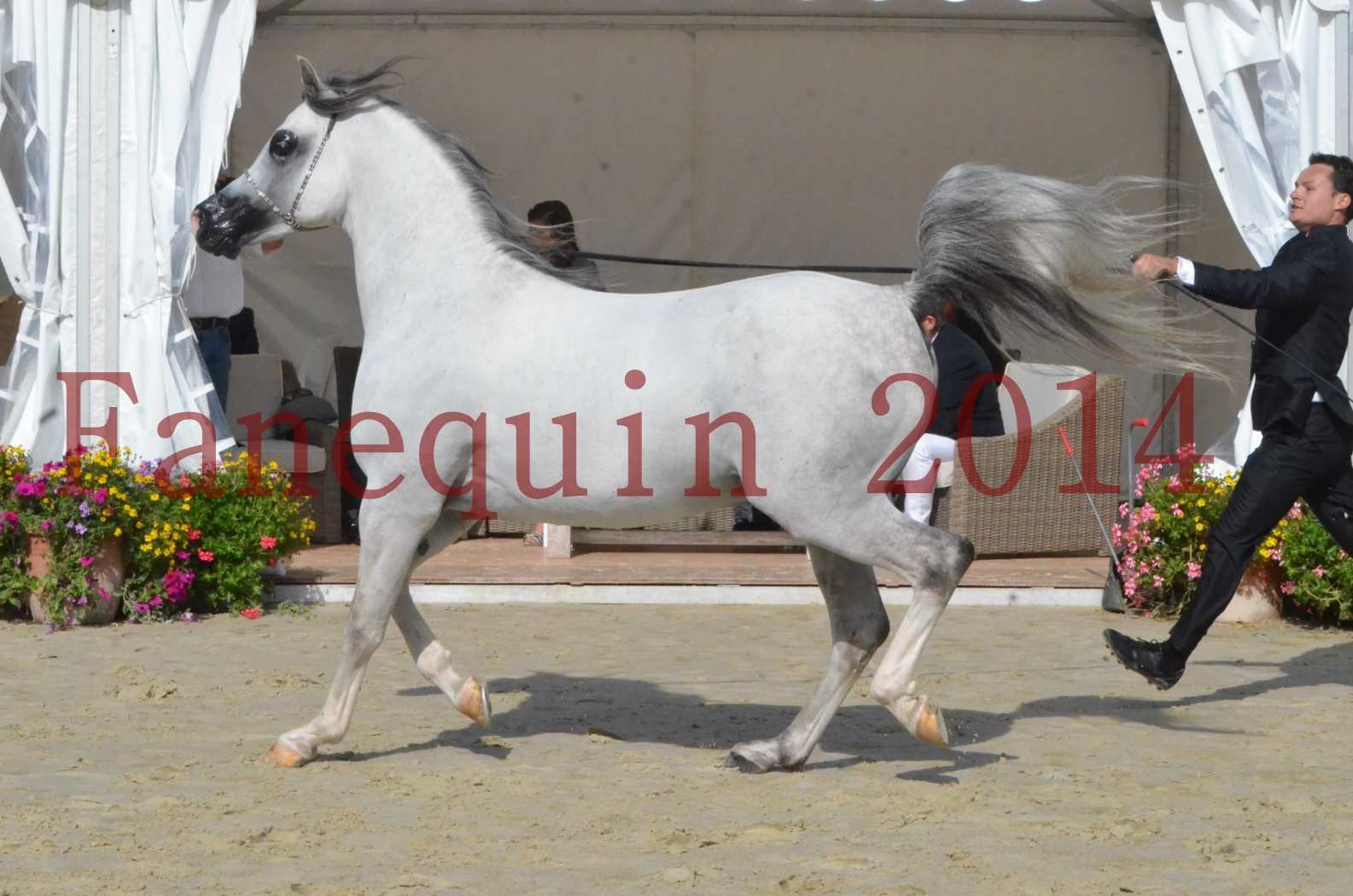 CHAMPIONNAT DE FRANCE  2014 A POMPADOUR - Sélection - SHAOLIN DE NEDJAIA - 25