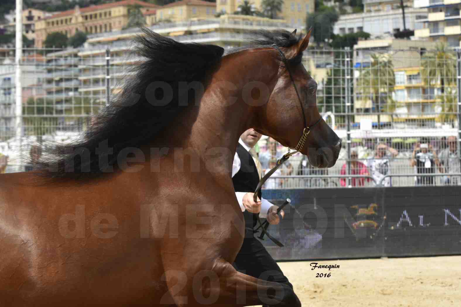 Championnat du pur-sang arabe de la Méditerranée et des pays arabes - MENTON 2016 - GALLARDO J - Notre Sélection - Portraits - 3