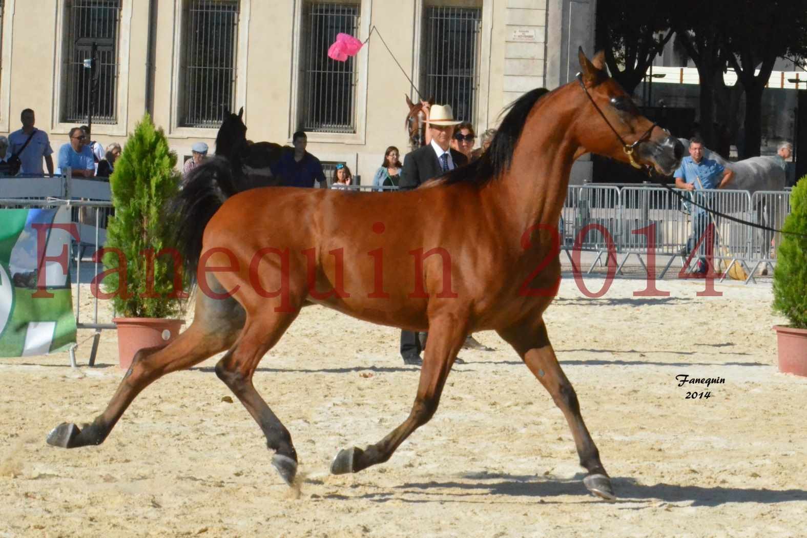 Concours National de Nîmes de chevaux ARABES 2014 - Notre Sélection - ABHA TALAWA - 7