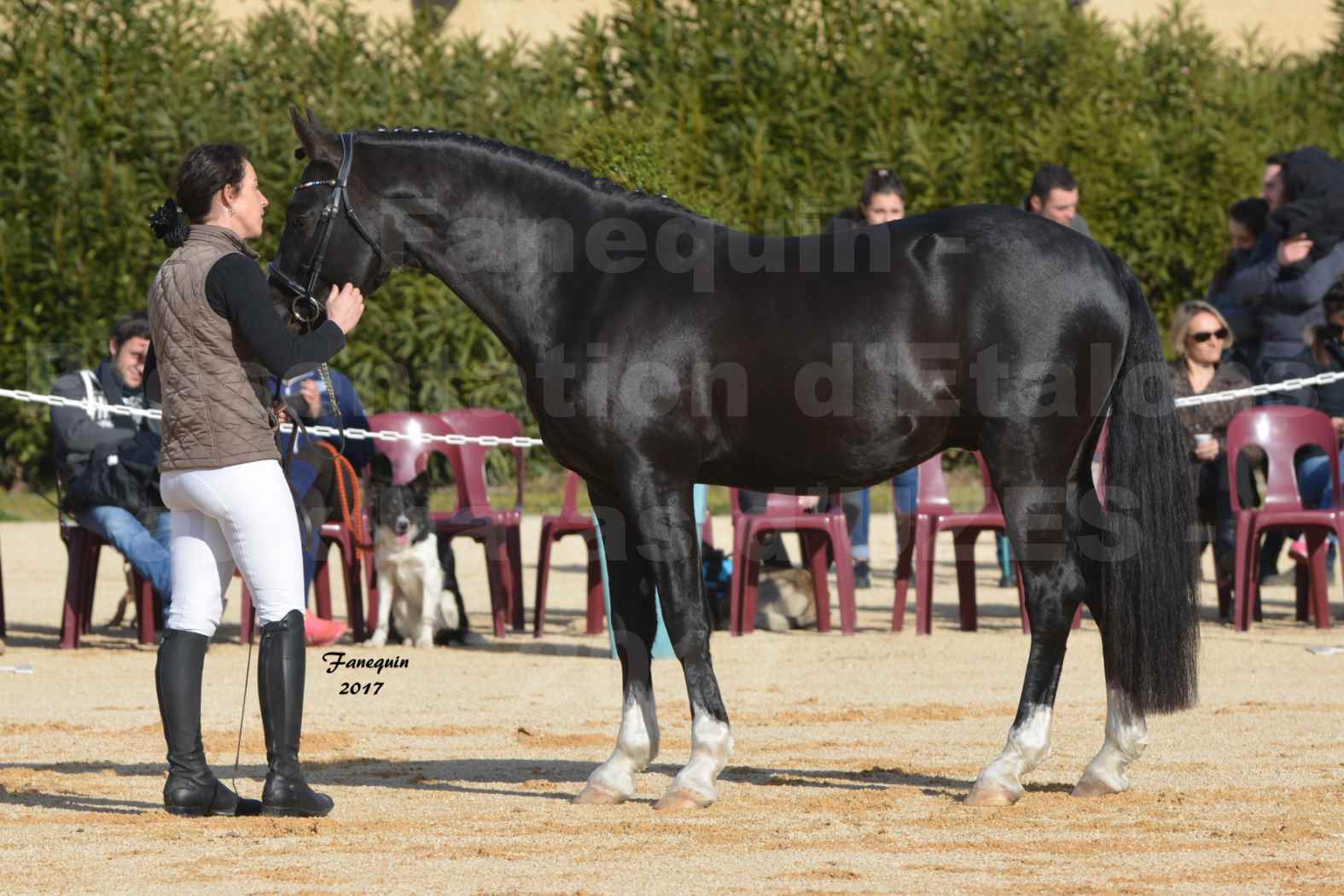 Présentation d’Étalons aux Haras d'UZES - Présentation en main - VOLUPTO DES BOURDONS - 3