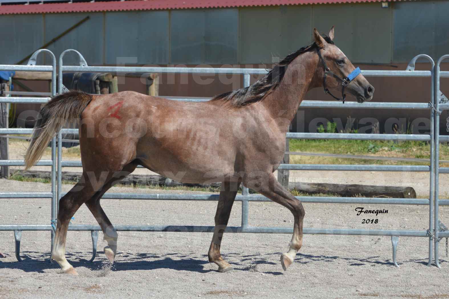 Concours d'Elevage de chevaux Arabes  le 27 juin 2018 à la BOISSIERE - FOXTROT FONT NOIRE - 03