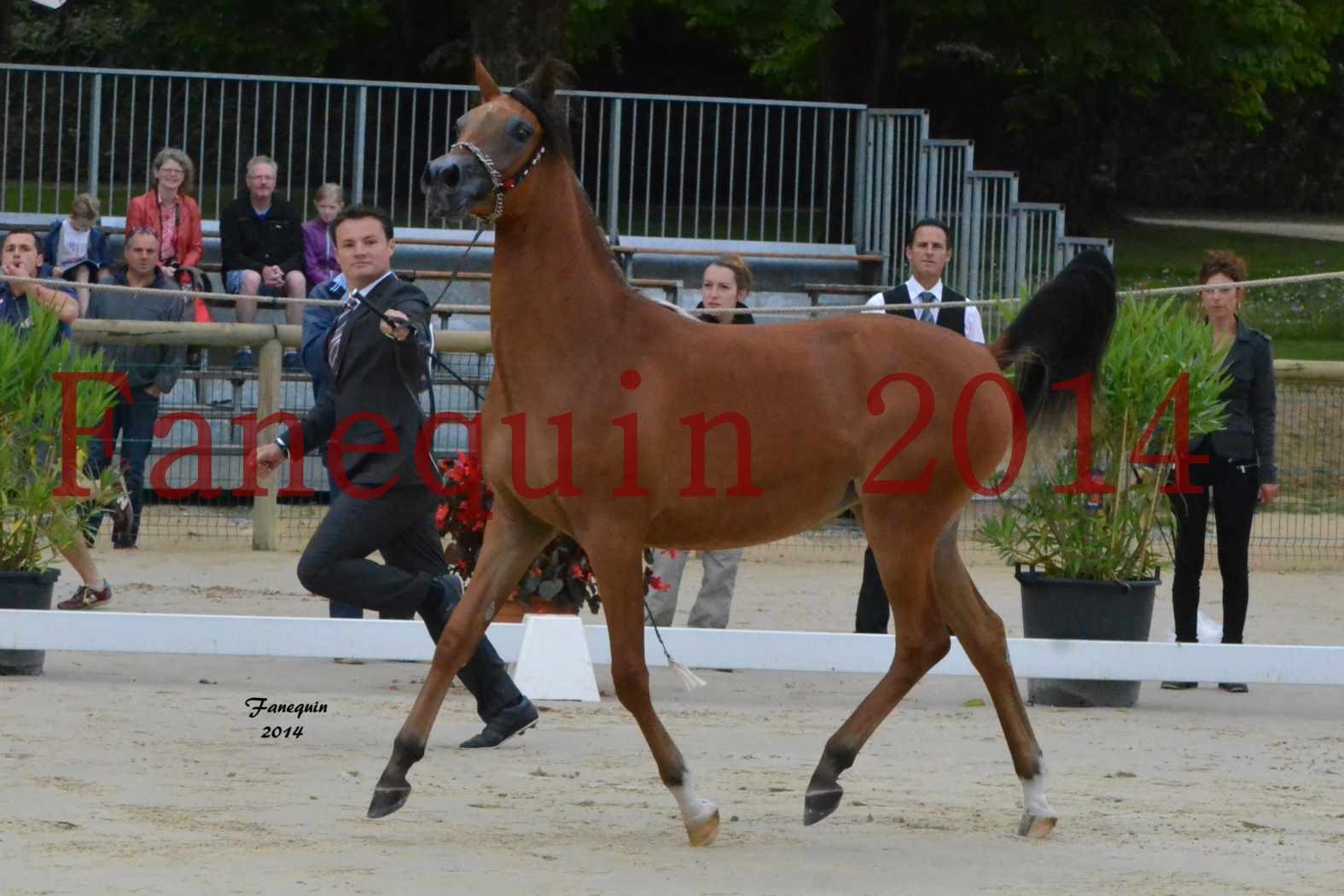 Championnat de FRANCE 2014 à POMPADOUR - Médaille de Bronze - pouliches de 1 an - SHABNAM IBN ASLAL - 04