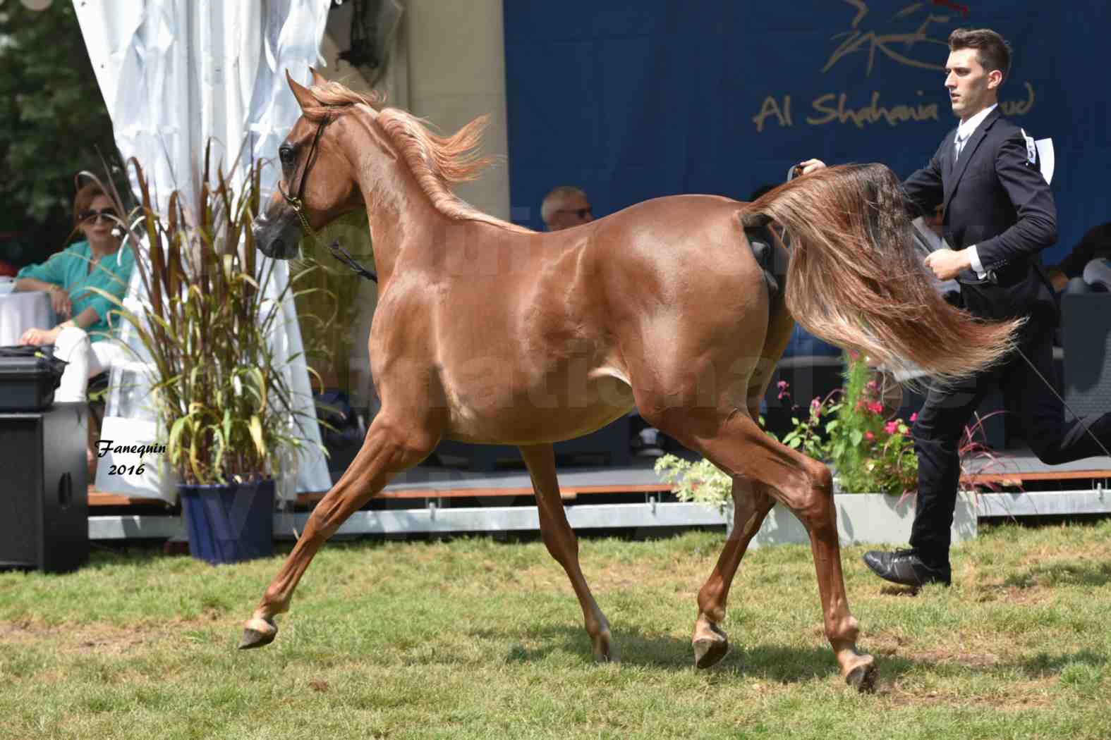 International Arabian Horse Show B de VICHY 2016 - JA FALAENE - Notre Sélection - 07