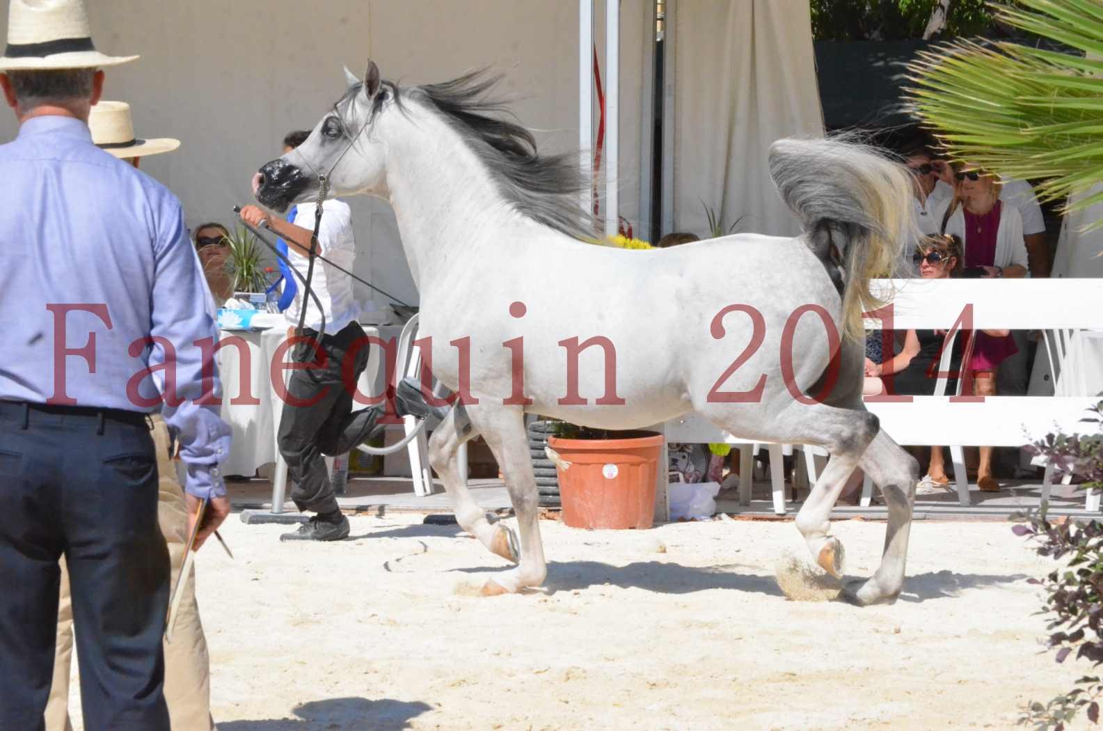 Concours National de Nîmes de chevaux ARABES 2014 - Sélection - SHAOLIN DE NEDJAIA - 31