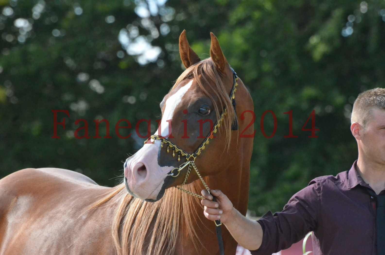 Championnat de FRANCE 2014 - Amateurs - SELECTO IBN SAMAWI - 110