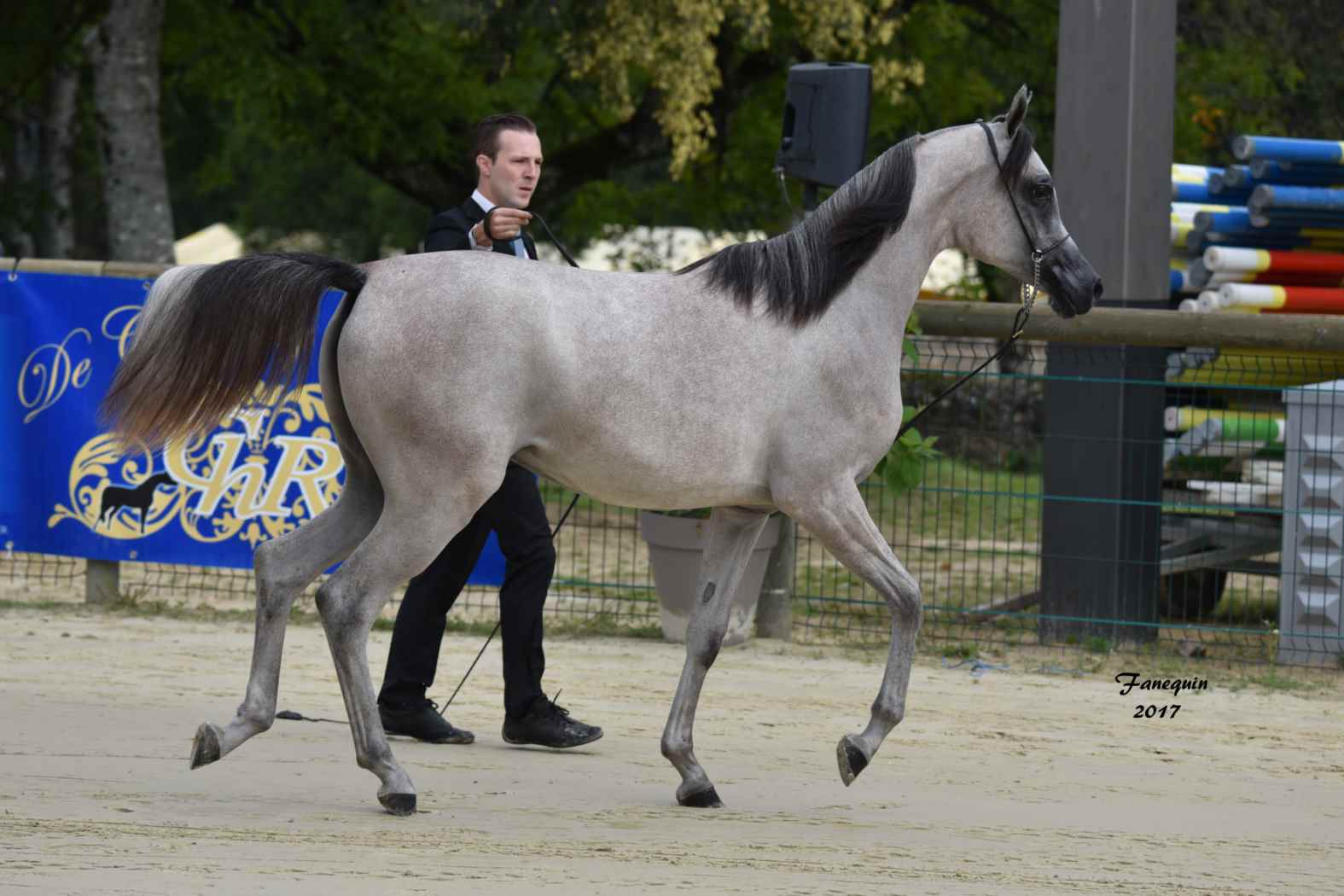 Championnat de France de Chevaux Arabes à Pompadour en 2017 - FATIN ALBIDAYER - 2