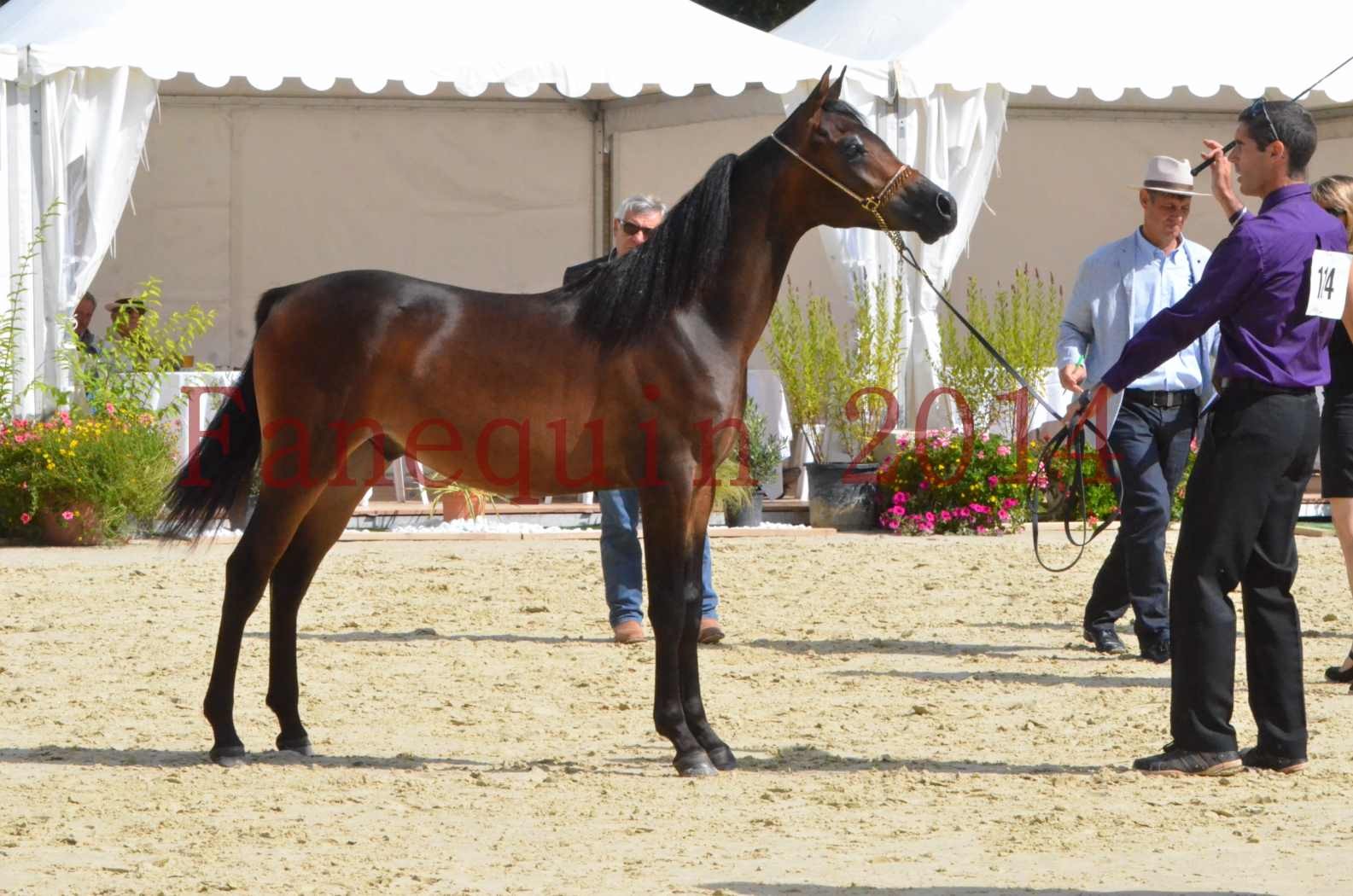 Championnat de FRANCE 2014 - Amateurs - SH FARAJAA - 32