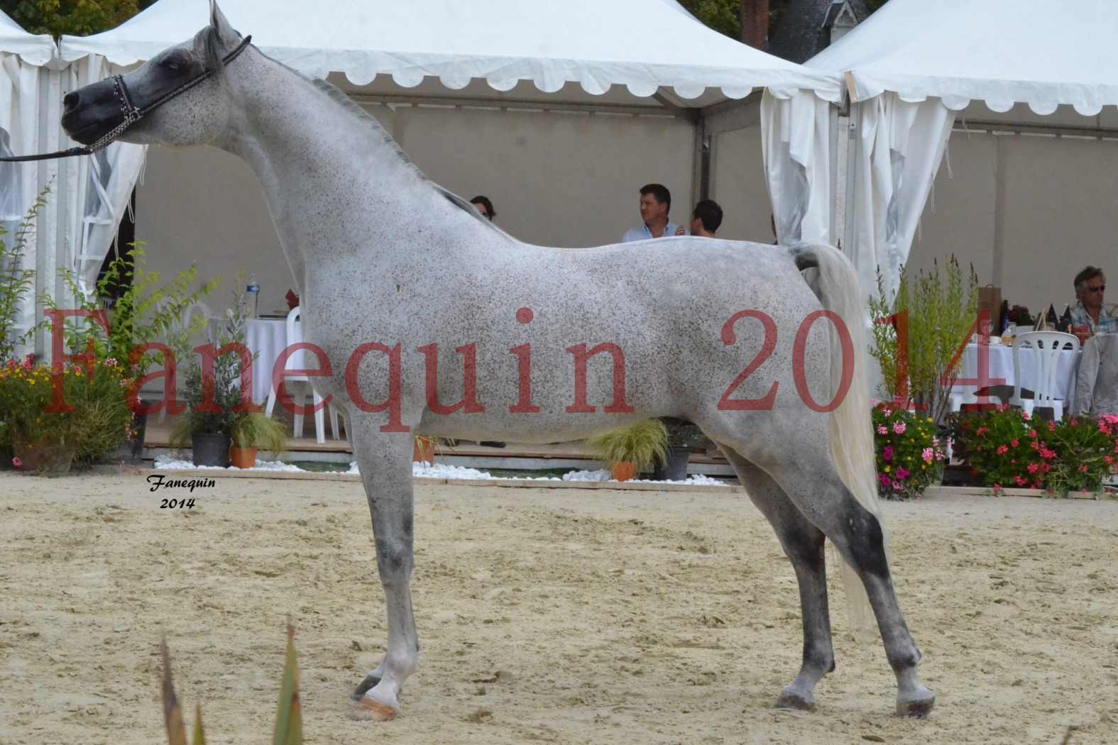 CHAMPIONNAT DE FRANCE  2014 A POMPADOUR - Notre Sélection - SHEYK DE GARGASSAN - 13