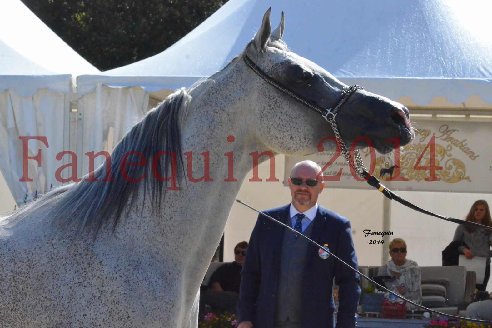 CHAMPIONNAT DE FRANCE  2014 A POMPADOUR - Notre Sélection - Portraits - SHEYK DE GARGASSAN - 1