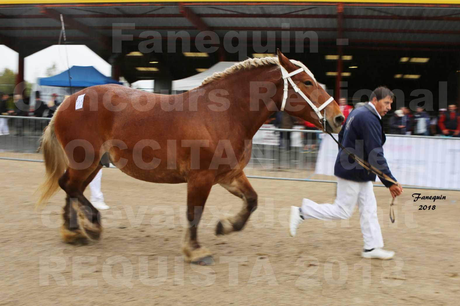 Concours Régional OCCITANIE de chevaux de traits à REQUISTA - DIANE DE GRILLOLES - 4