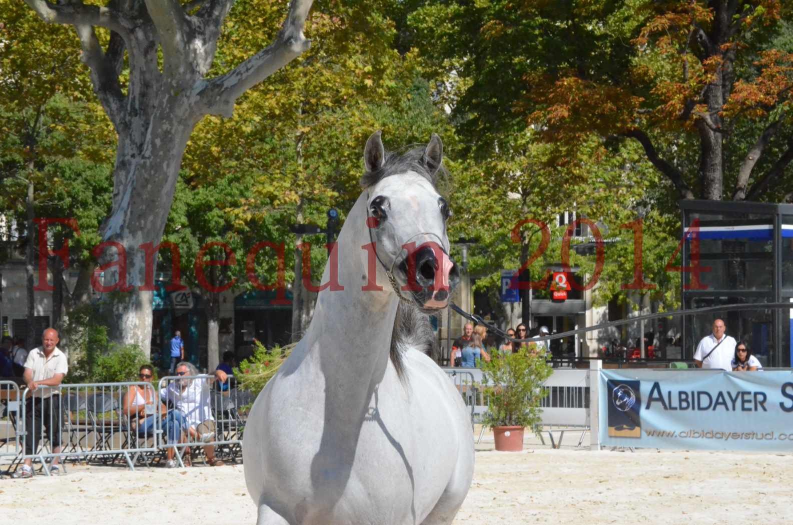 Concours National de Nîmes de chevaux ARABES 2014 - Sélection - SHAOLIN DE NEDJAIA - 52