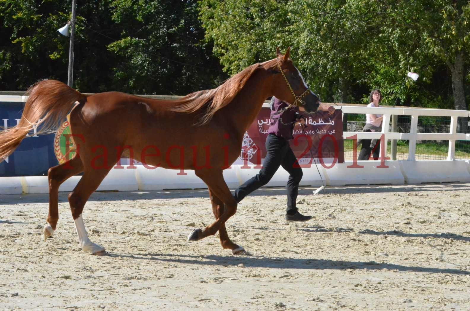 Championnat de FRANCE 2014 - Amateurs - SELECTO IBN SAMAWI - 036