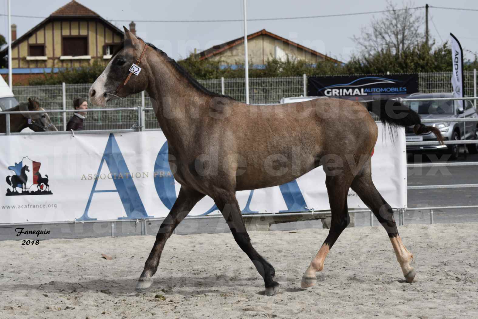 Concours d'élevage de Chevaux Arabes - D. S. A. - A. A. - ALBI les 6 & 7 Avril 2018 - FLORIA DU PUECH - Notre Sélection 01