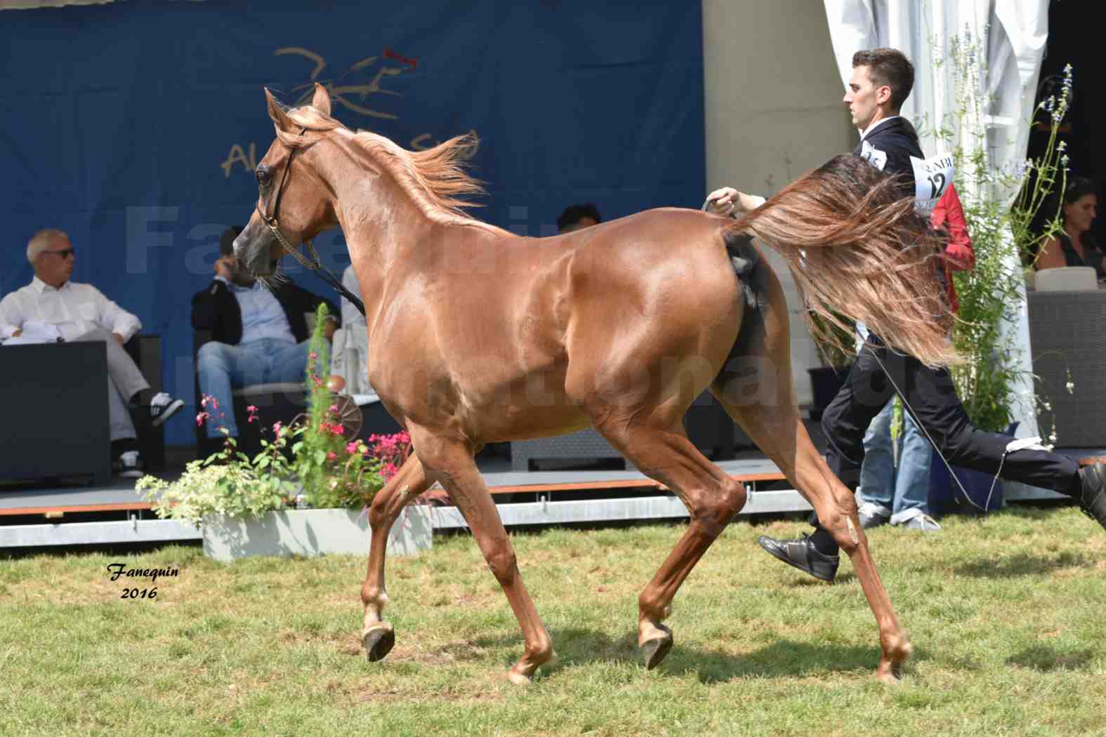 International Arabian Horse Show B de VICHY 2016 - JA FALAENE - Notre Sélection - 06