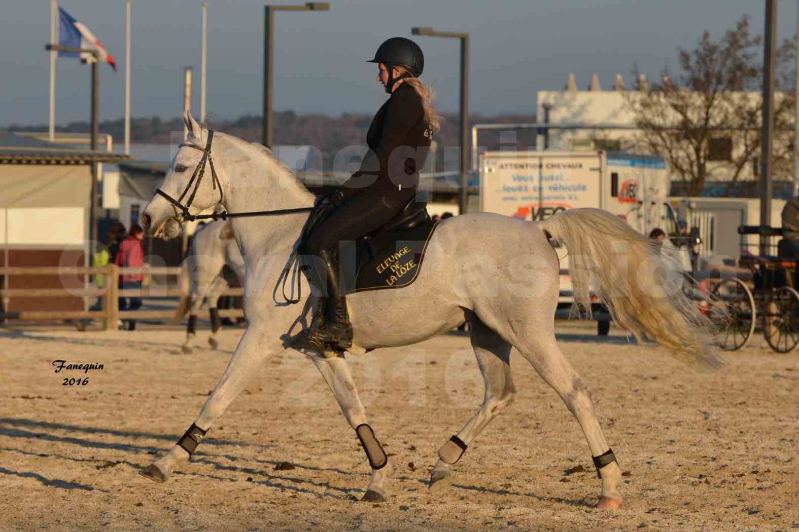 Cheval Passion 2016 - Présentation extérieure de chevaux Arabes montés - 19