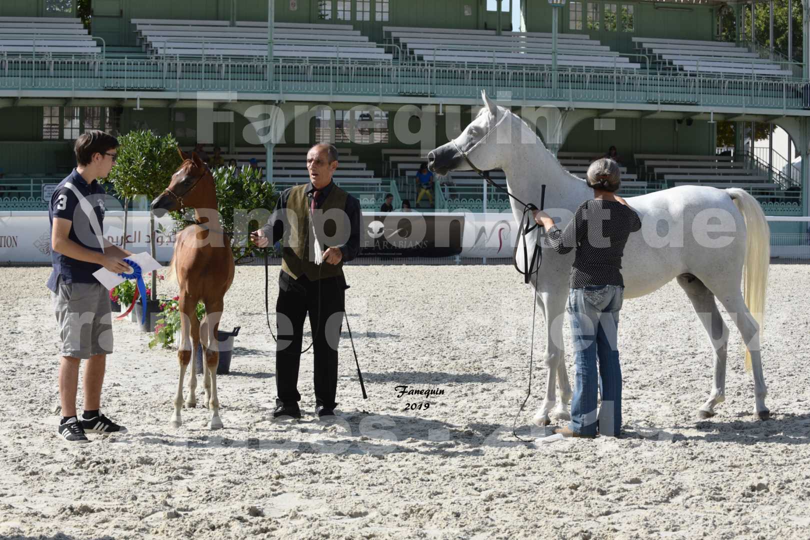 Championnat de France des chevaux Arabes en 2019 à VICHY - SH CYRENE - 6