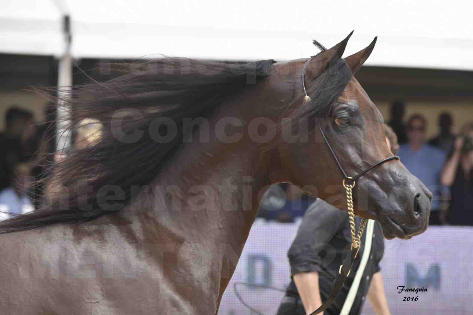 Championnat du pur-sang arabe de la Méditerranée et des pays arabes - MENTON 2016 - EKS ALIHANDRO - Notre Sélection - Portraits - 4