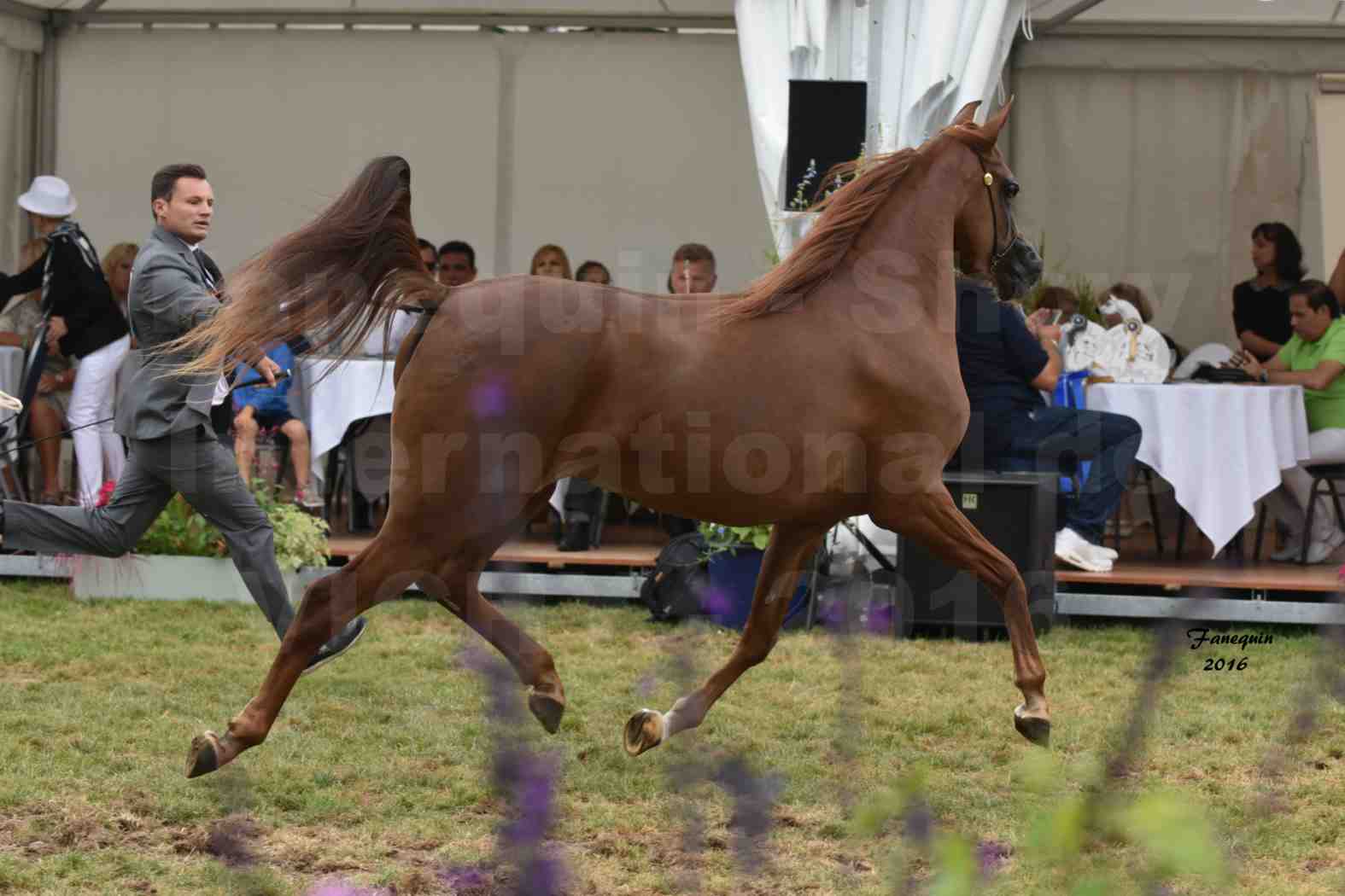 International Arabian Horse Show B de VICHY 2016 - PEARL DE DJOON - Notre Sélection - 21