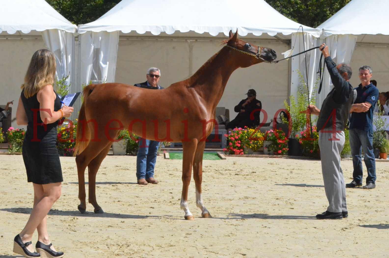 Championnat de FRANCE 2014 - Amateurs - SH CALLAS BINT ARMANI - 49