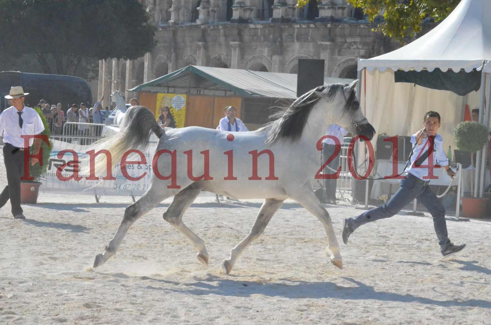 Concours National de Nîmes de chevaux ARABES 2014 - Championnat - SHAOLIN DE NEDJAIA - 10