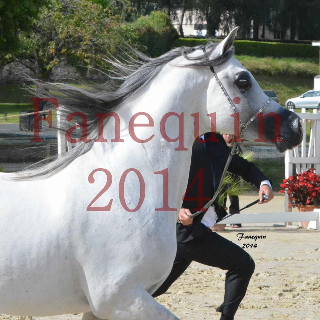 CHAMPIONNAT DE FRANCE  2014 A POMPADOUR - Notre Sélection - Portraits - SHAOLIN DE NEDJAIA - 05