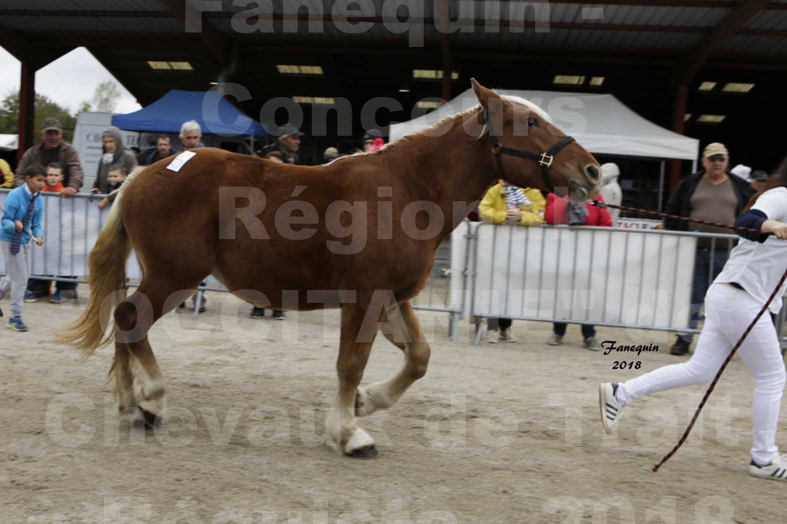 Concours Régional "OCCITANIE" de Chevaux de Traits à REQUISTA en 2018 - HELITE DU GARRIC - 5