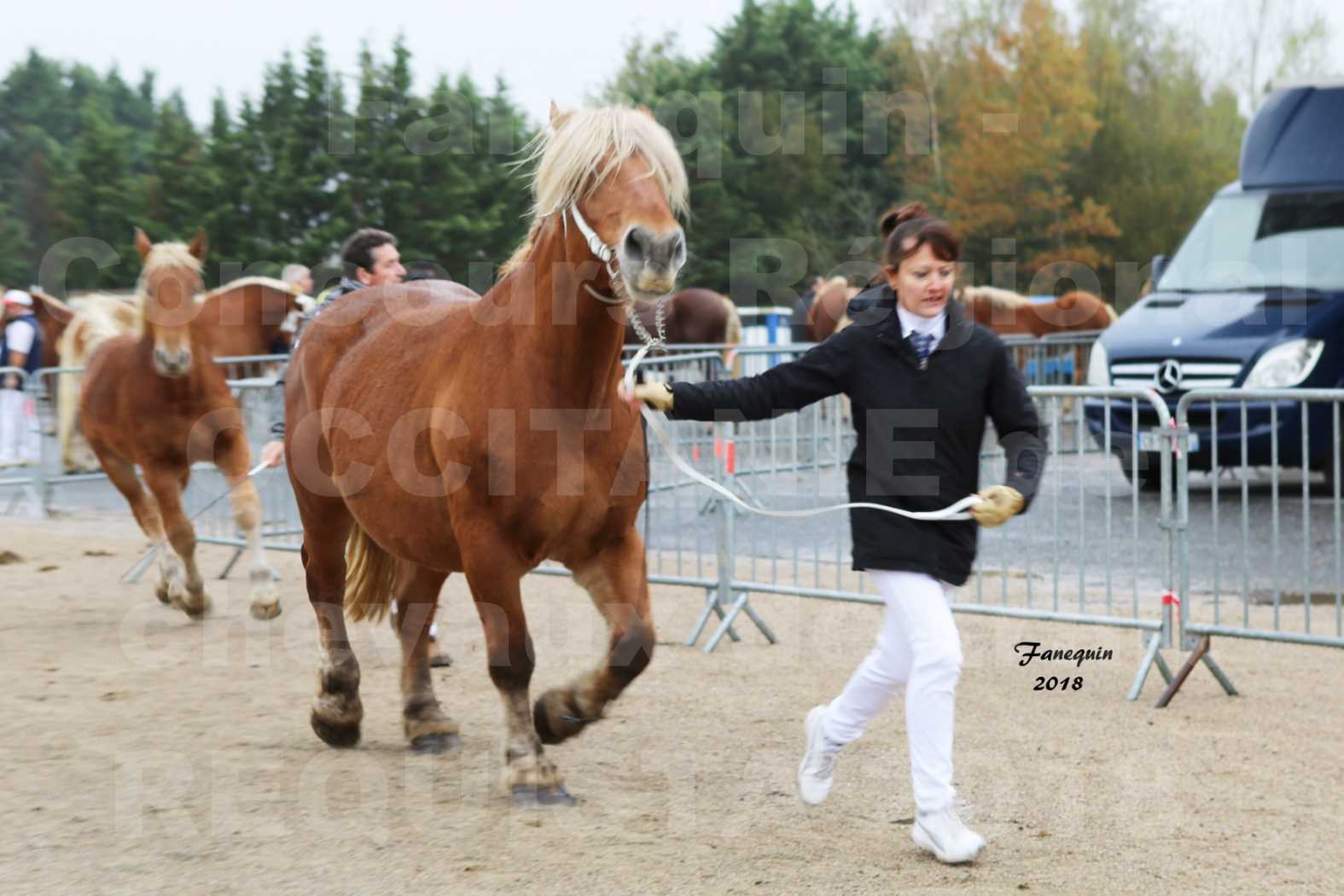 Concours Régional "OCCITANIE" de Chevaux de Traits à REQUISTA en 2018 - COLLINE DE LA LANDE - 3