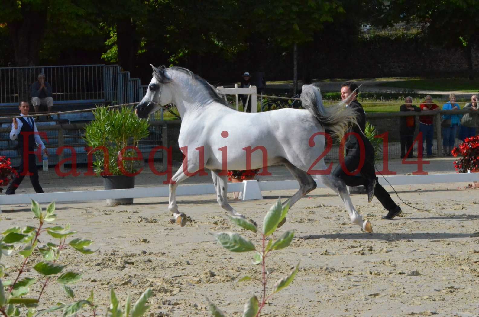 CHAMPIONNAT DE FRANCE  2014 A POMPADOUR - Sélection - SHAOLIN DE NEDJAIA - 05