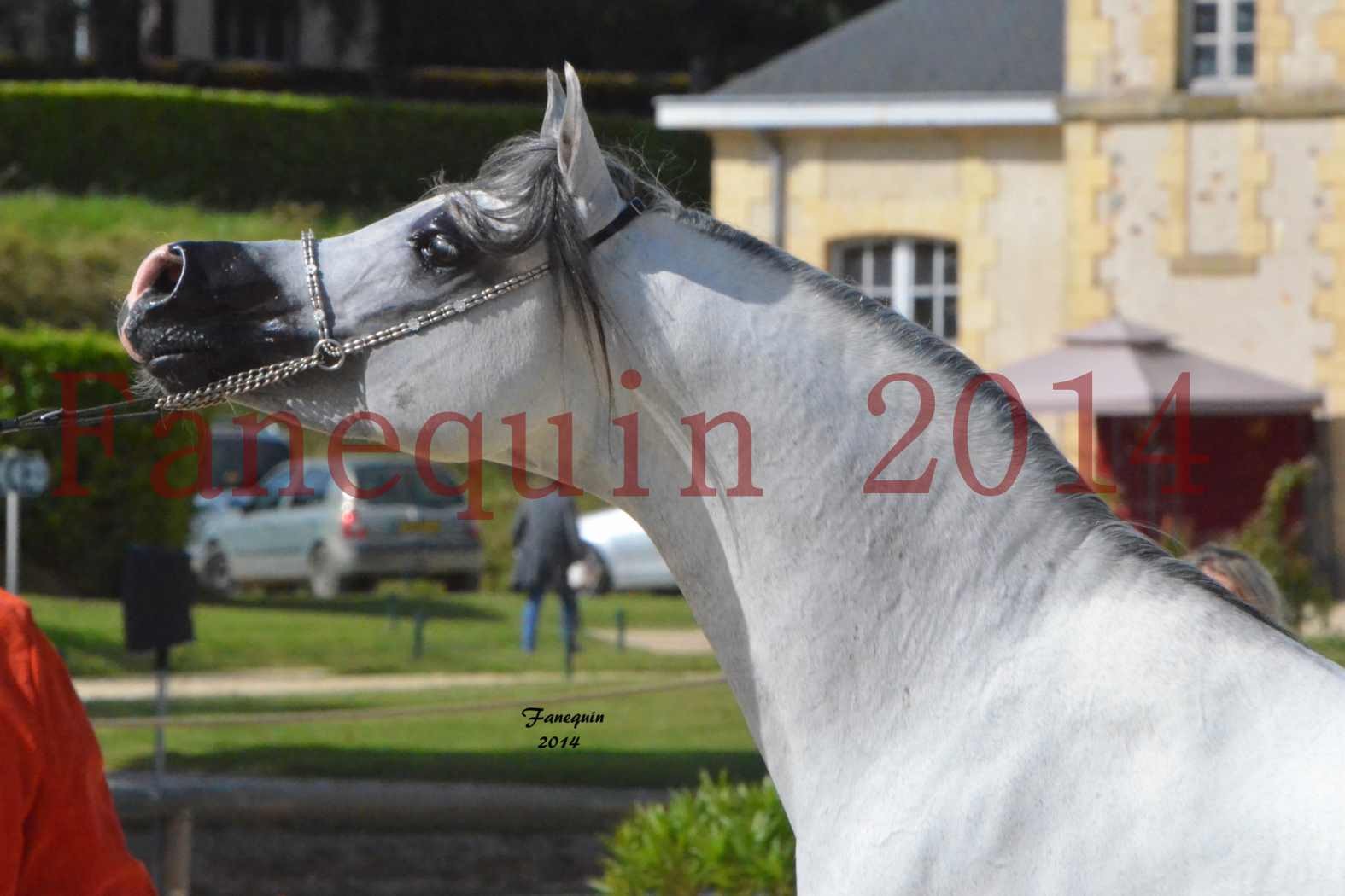 CHAMPIONNAT DE FRANCE  2014 A POMPADOUR - Notre Sélection - Portraits - SHAOLIN DE NEDJAIA - 11