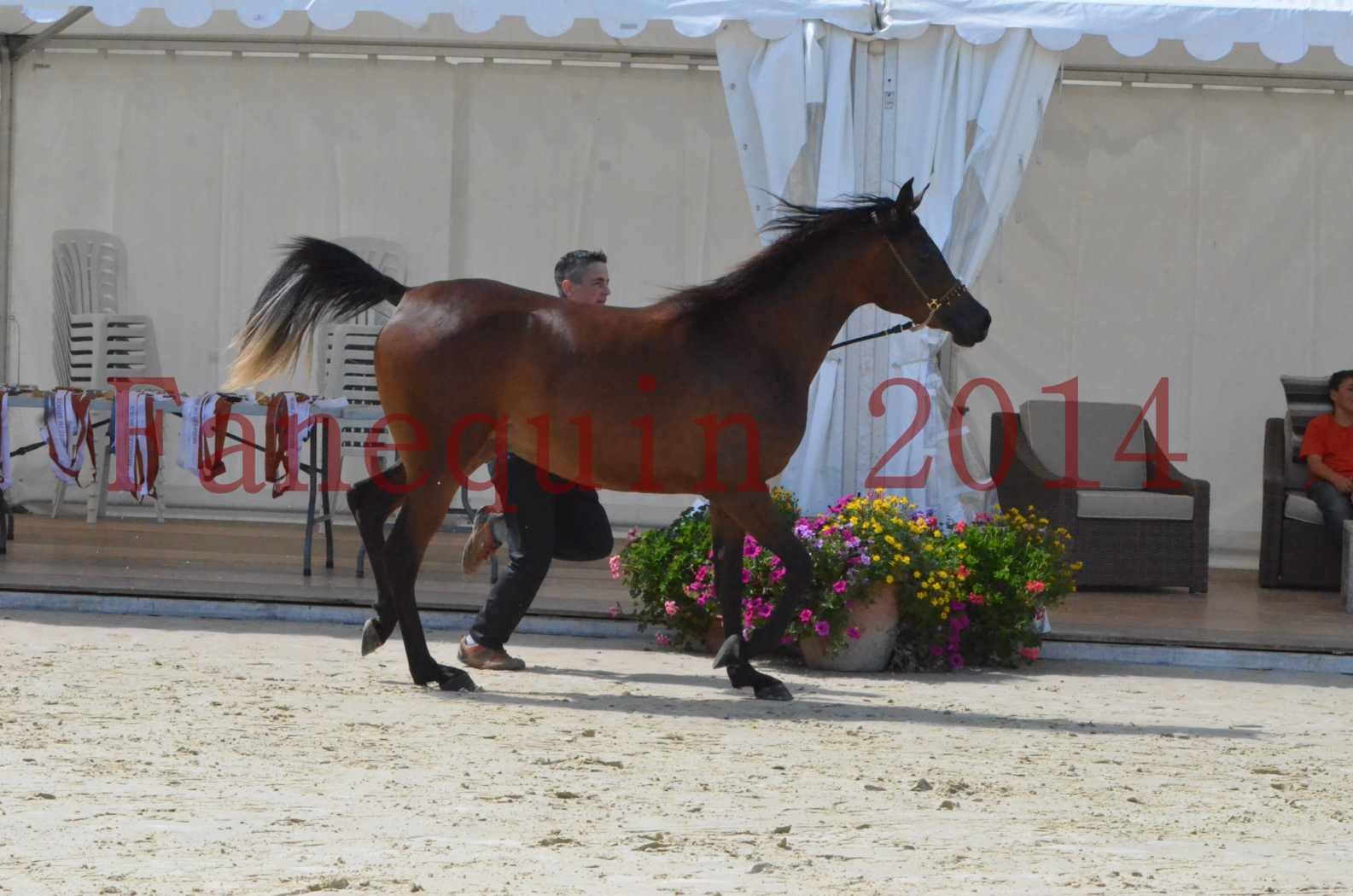 Championnat de FRANCE 2014 - Amateurs - KAL'ELLE D'ELHORIA - 51