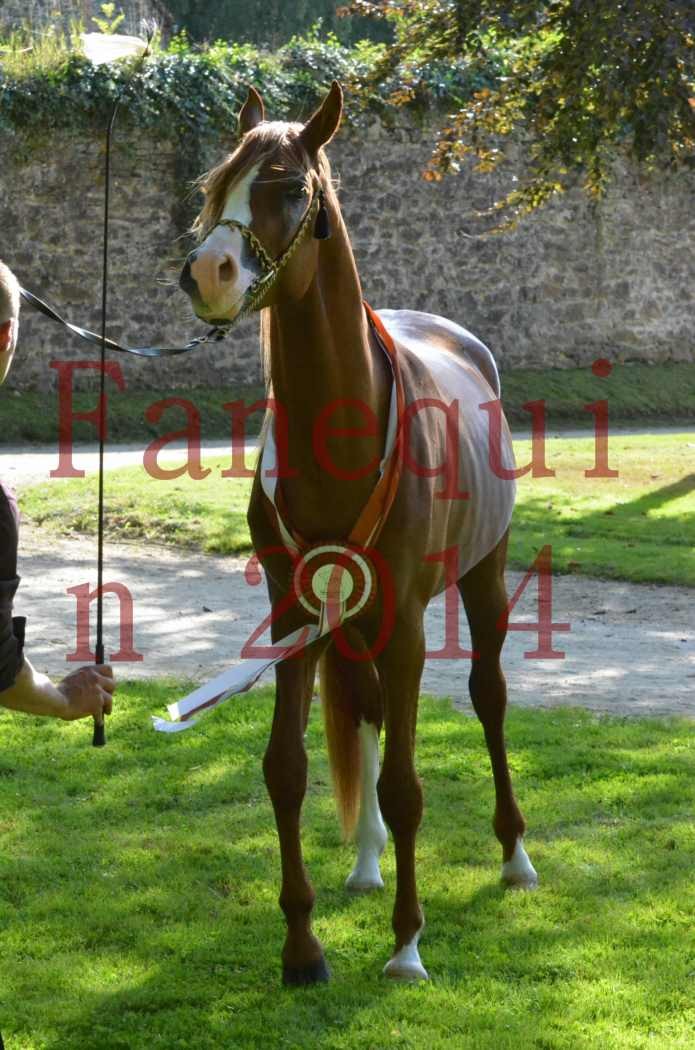 Championnat de FRANCE 2014 - Amateurs - SELECTO IBN SAMAWI - 194