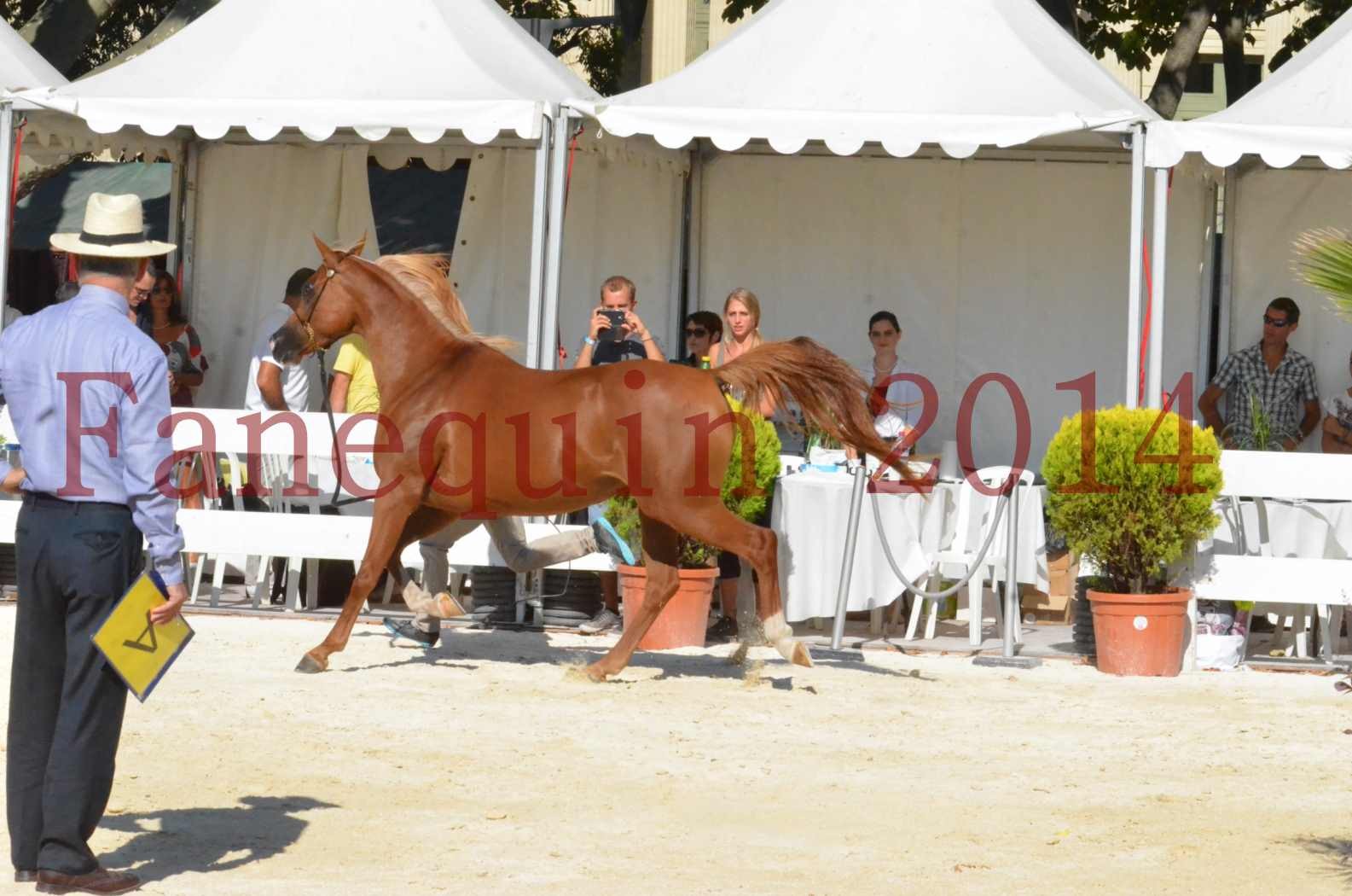 Concours National de Nîmes de chevaux ARABES 2014 - Championnat - MASSAI DE BARREL - 45