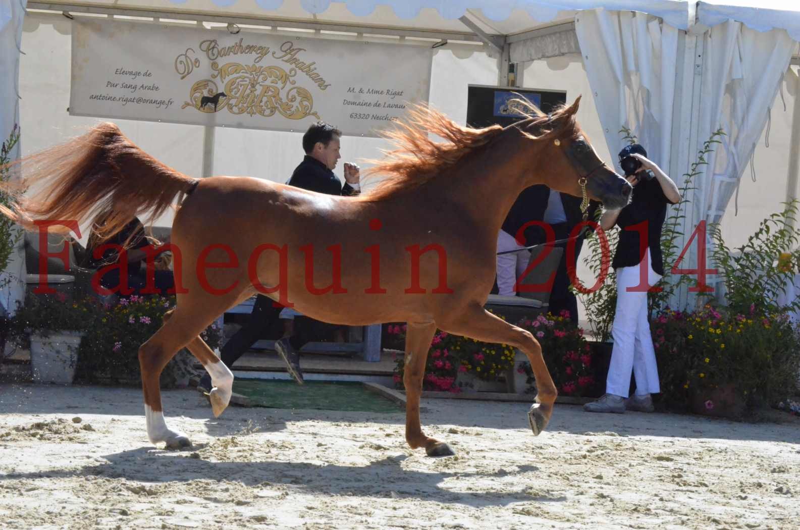 ﻿CHAMPIONNAT DE FRANCE 2014 A POMPADOUR - Sélection - KINSHASA JA - 50