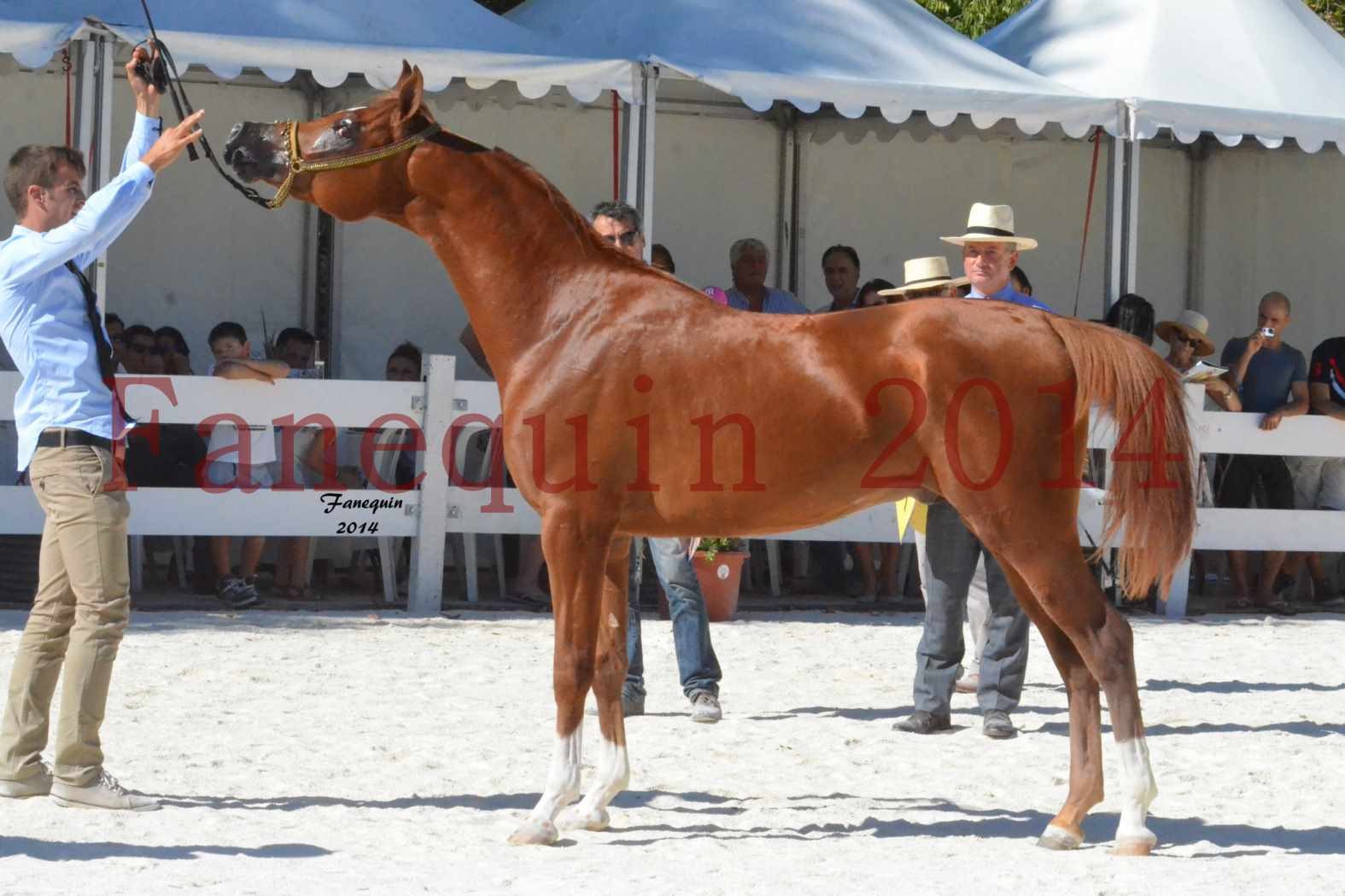 Concours National de Nîmes de chevaux ARABES 2014 - Notre Sélection - DZHARI NUNKI - 13