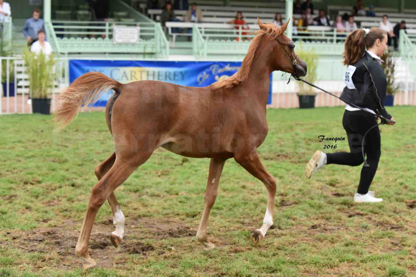 International Arabian Horse Show B de VICHY 2016 - ZASKIA DE GACIA